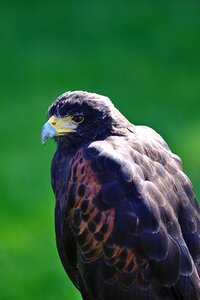 Harris hawk raptor bird photo