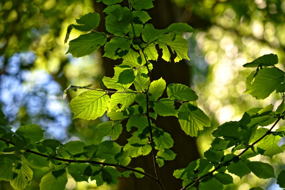 Sunlight bokeh backlight