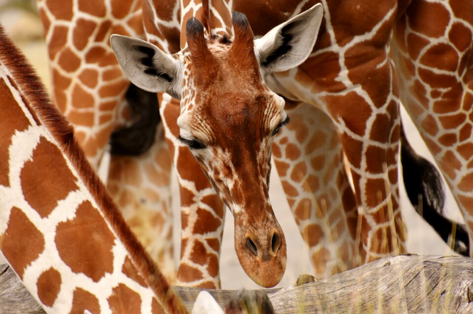 Long jibe animals africa