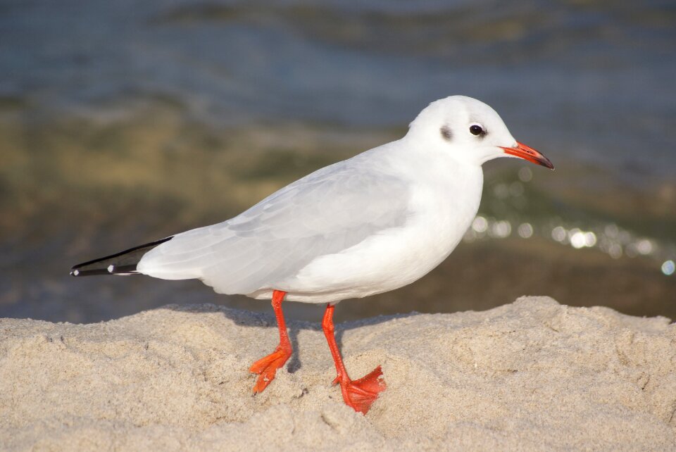 Plumage winter beach