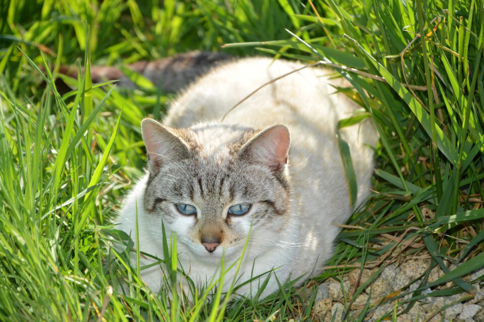 Domestic animal feline nature