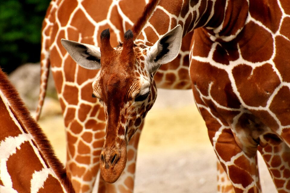 Long jibe animals africa