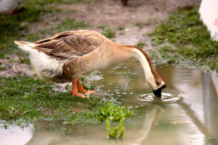 Bird nature animals photo