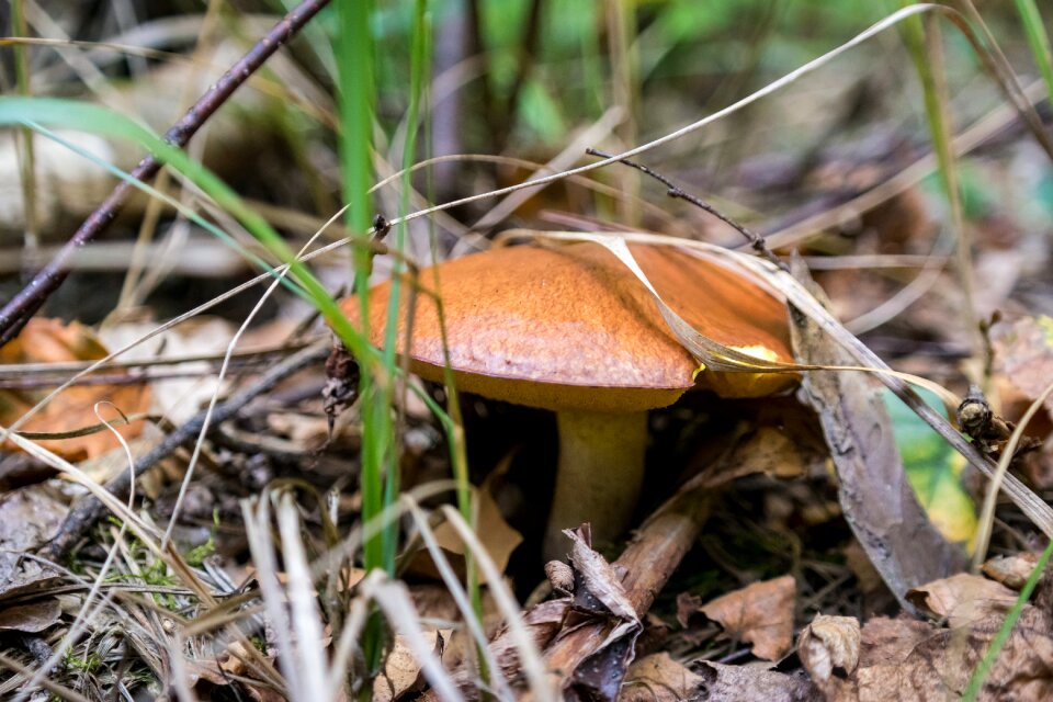 Forest summer brown
