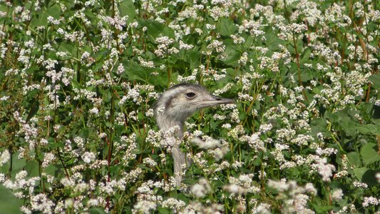 Camouflage disguised eye photo