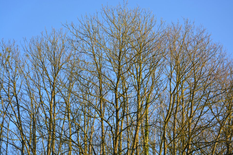Spring season young shoots tree growth