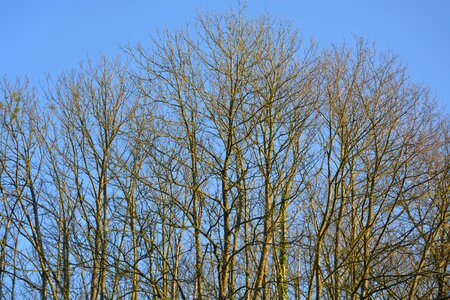 Spring season young shoots tree growth photo