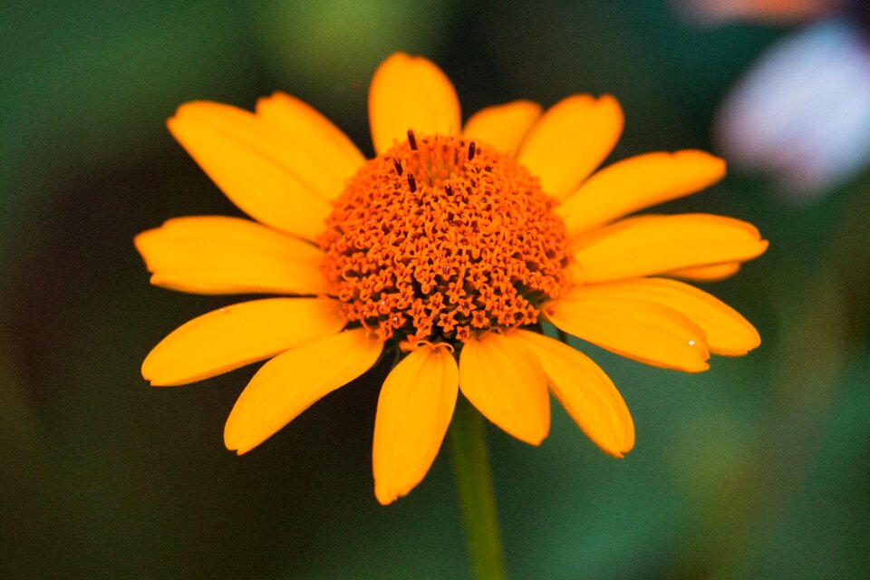 Orange bright summer flower