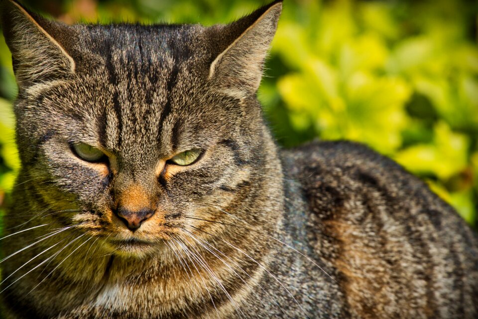 Close up cat face mieze