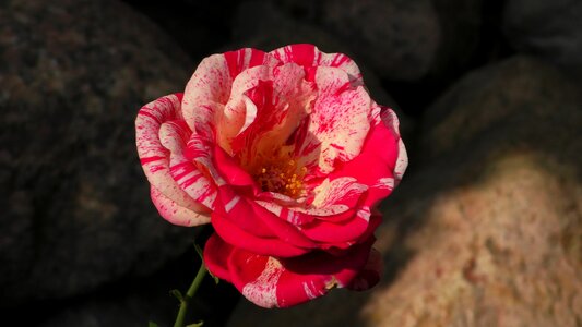 Bloom plant romantic