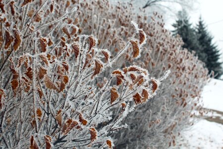 Snow frozen wintry photo