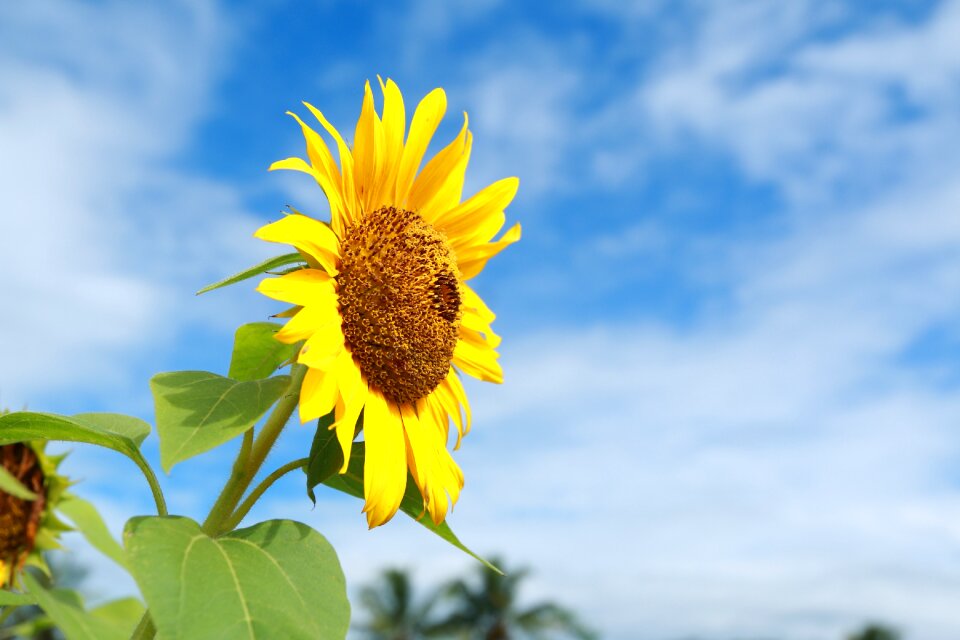 Flower bright sunflower