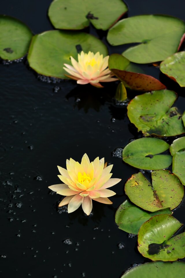 Bloom lotus blossom