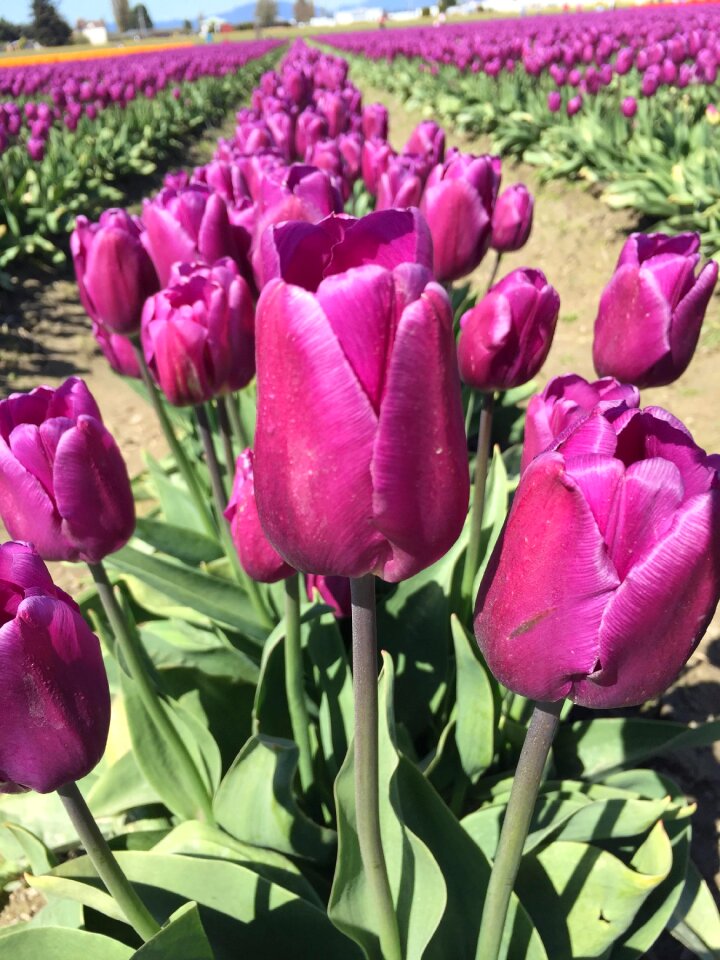Beauty pollen plants