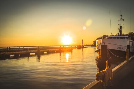 Golden lab yellow pier