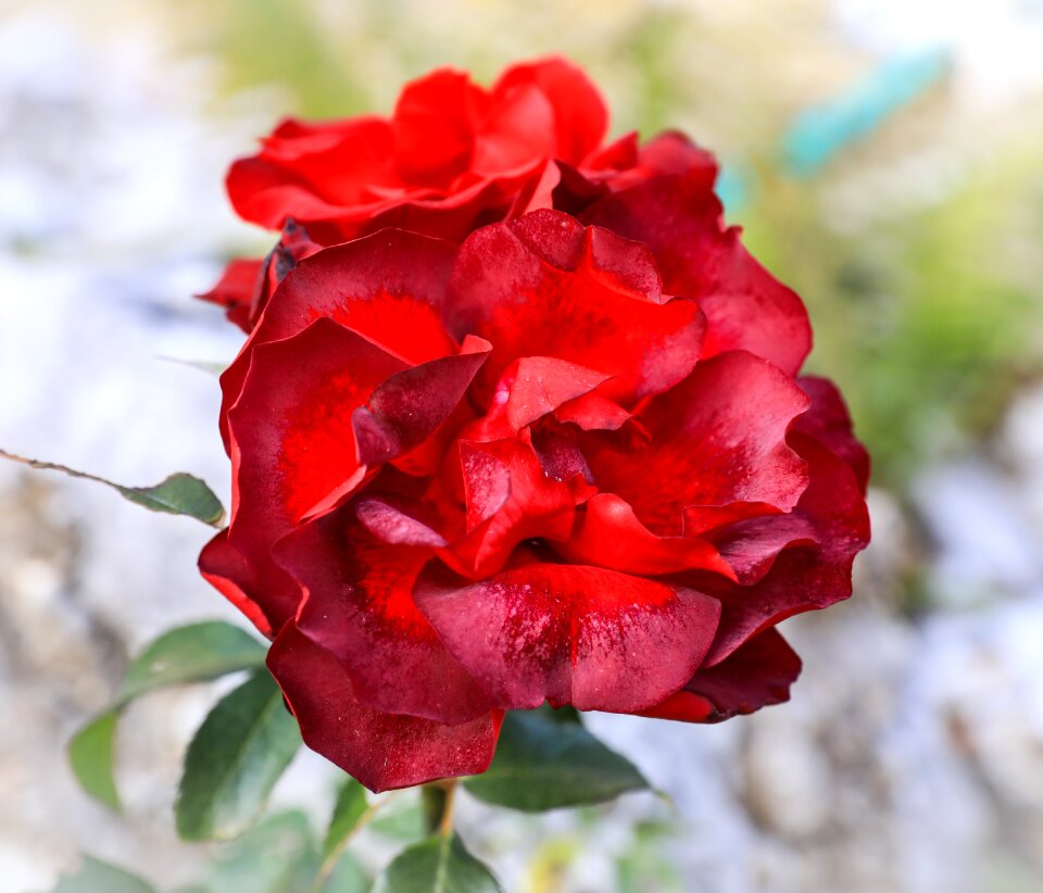 Red nature love