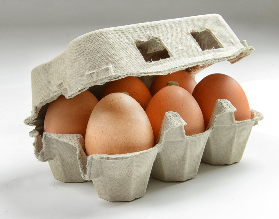 Eggshell poultry chickens