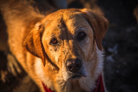 Adorable canine yellow