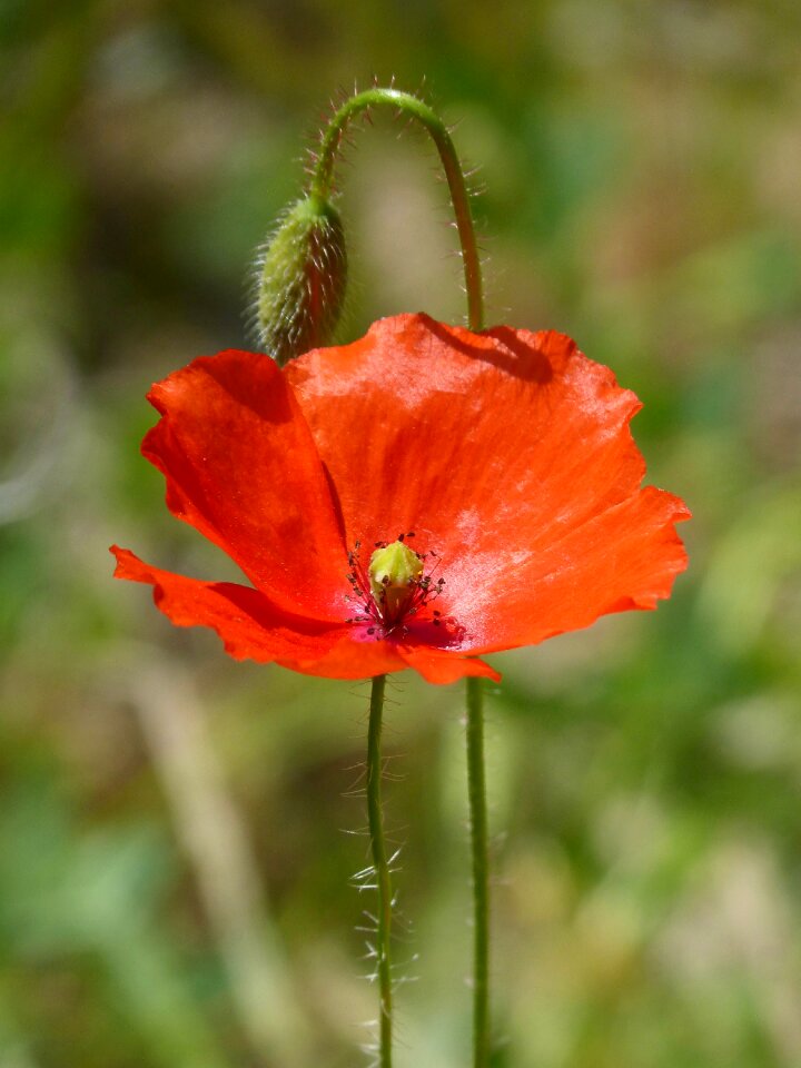 Flower plant summer