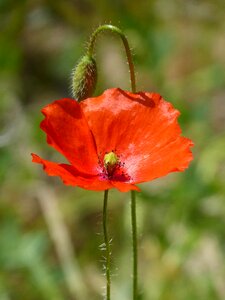 Flower plant summer