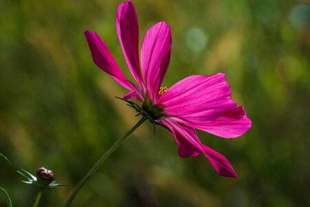 Close up ornamental plant flower garden