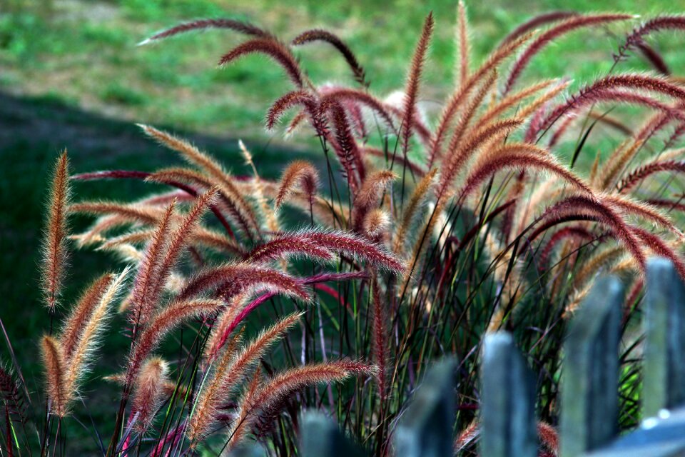 Grass the fence village
