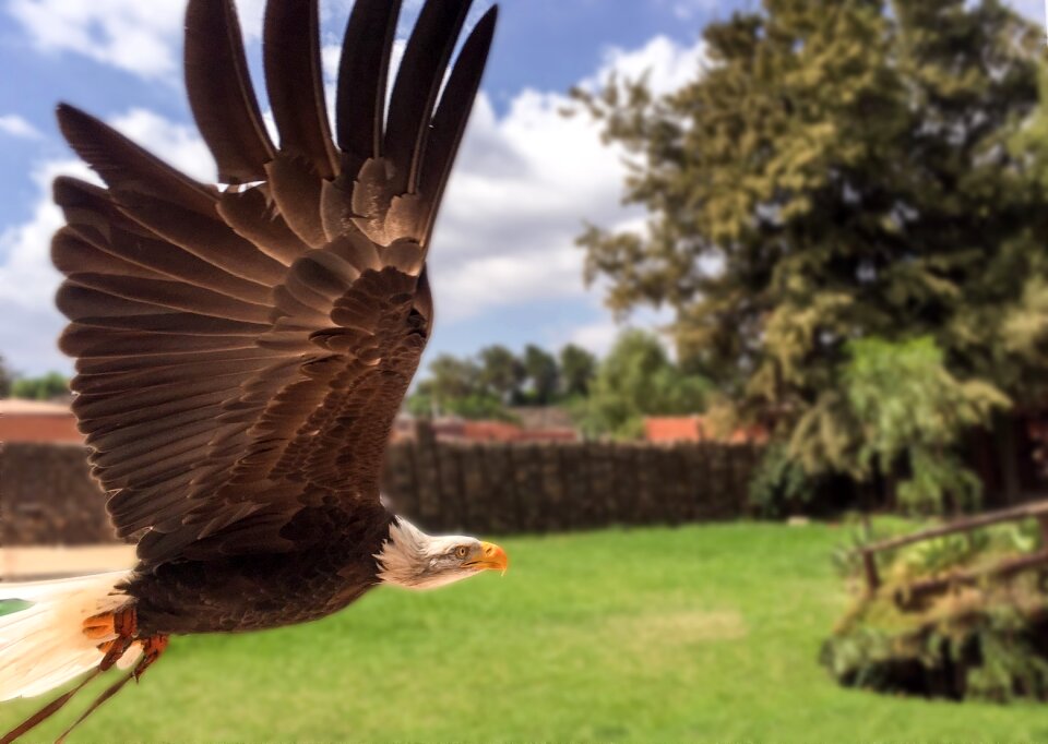 Bird of prey bald eagles white tailed eagle