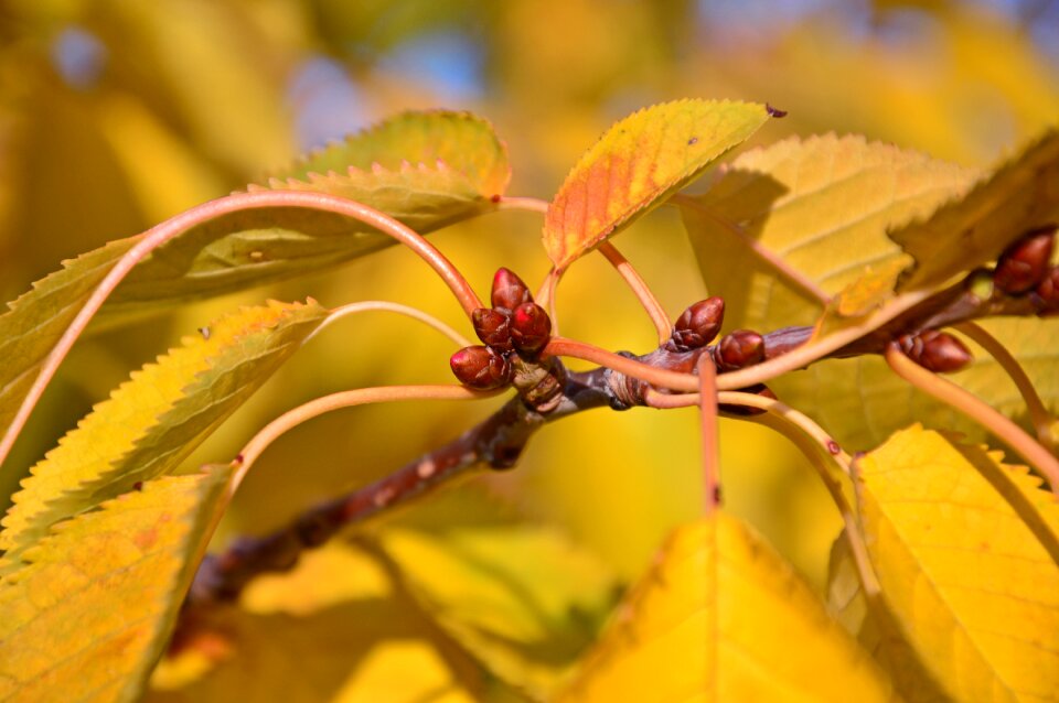 Flower initial cherry blossom branch