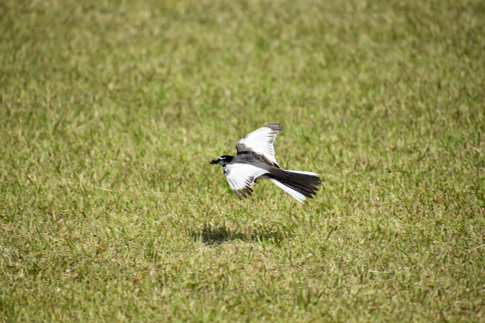 Bird wild birds high security level