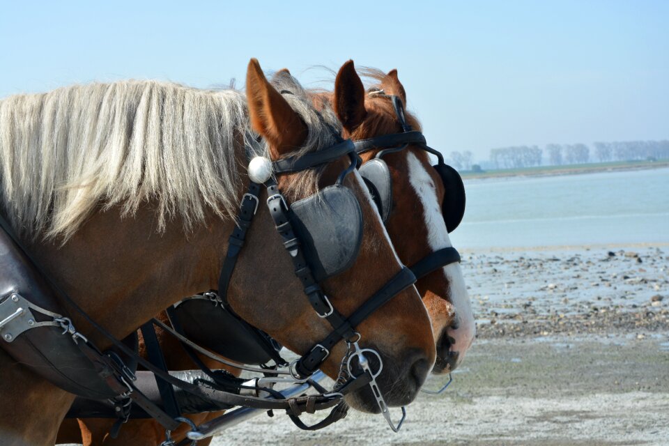 Team beautiful horses head