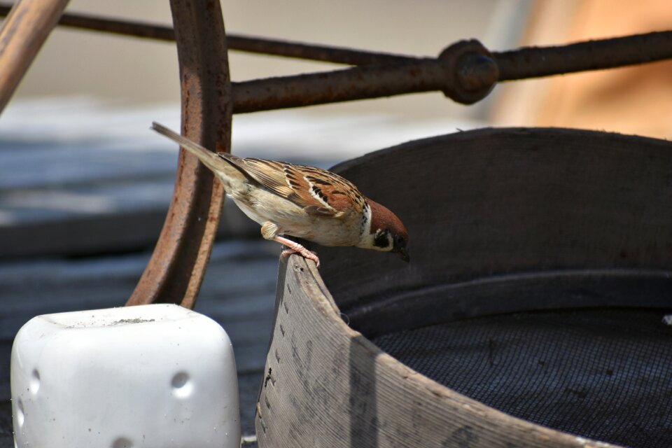 Wild birds sparrow wild animal