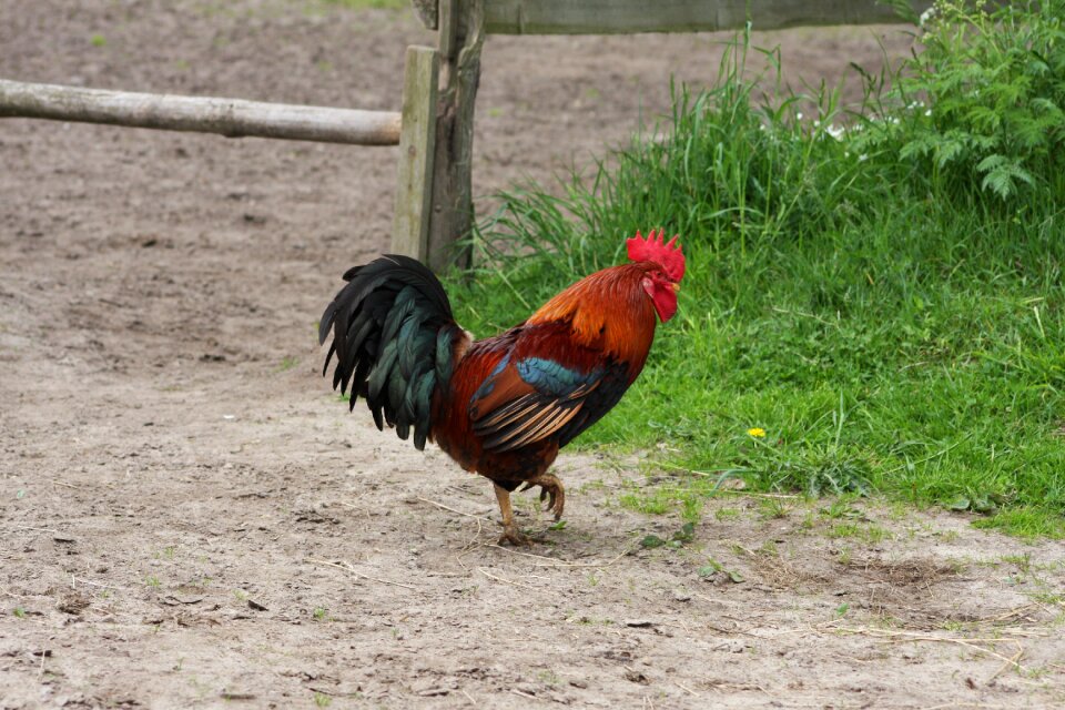 Poultry gockel beautiful