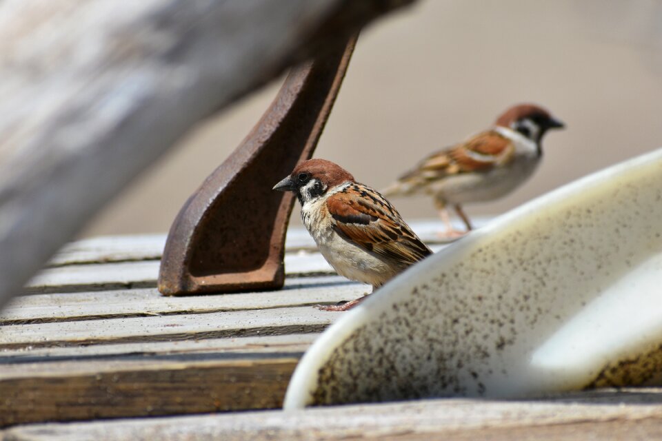 Wild birds sparrow wild animal
