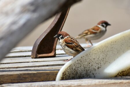 Wild birds sparrow wild animal