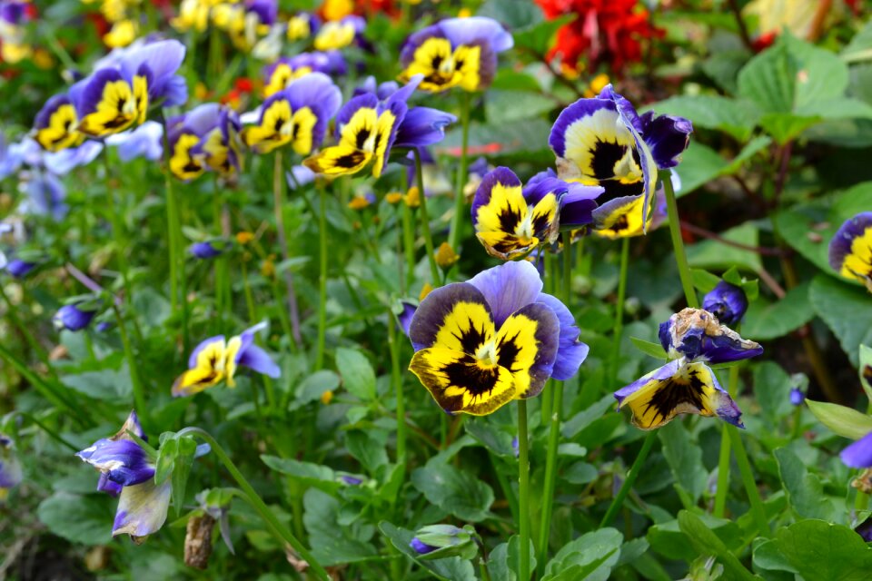 Taiwan travel flowers