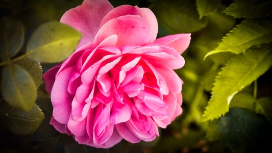 Blossom bloom love