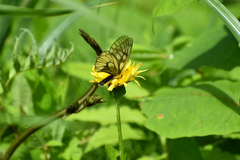 Leaf flowers green