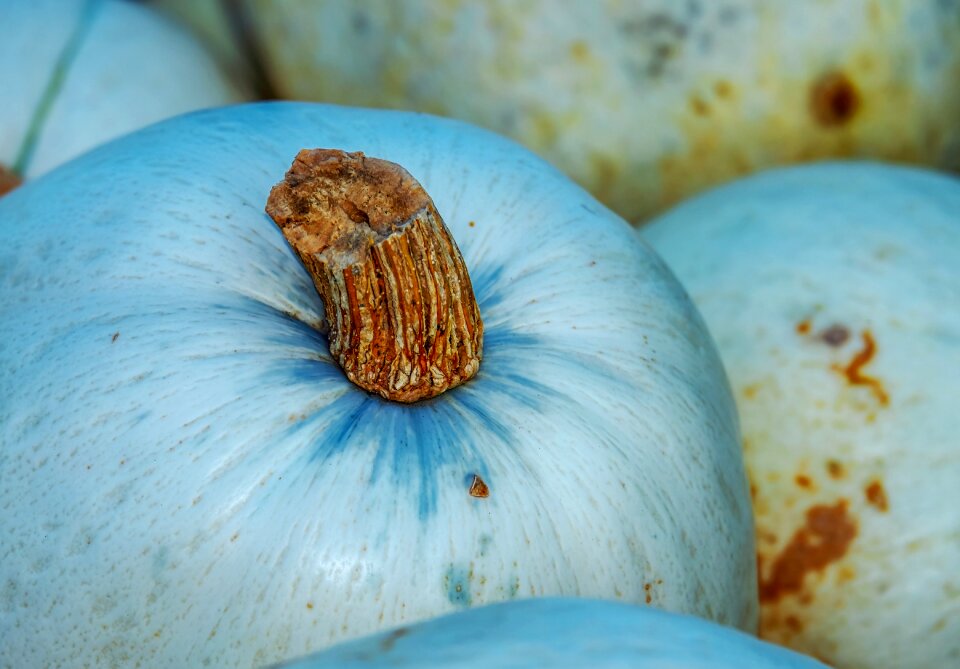 Benefit from harvest time autumn