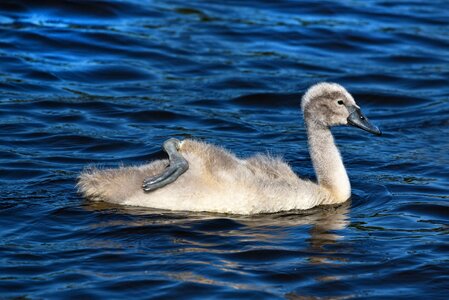 Bird animal young