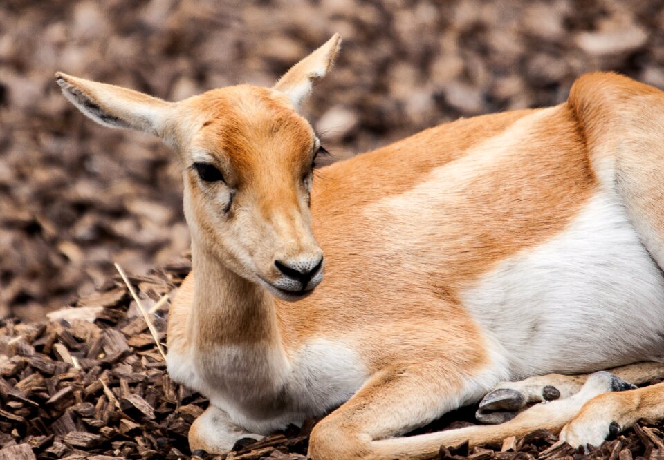 Antelope ungulate animal world