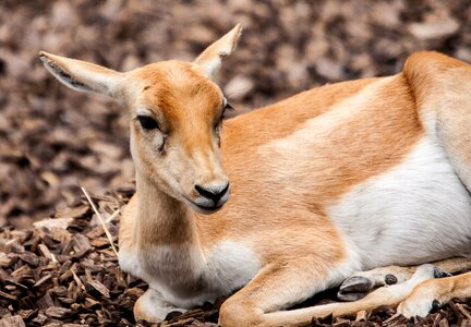 Antelope ungulate animal world photo