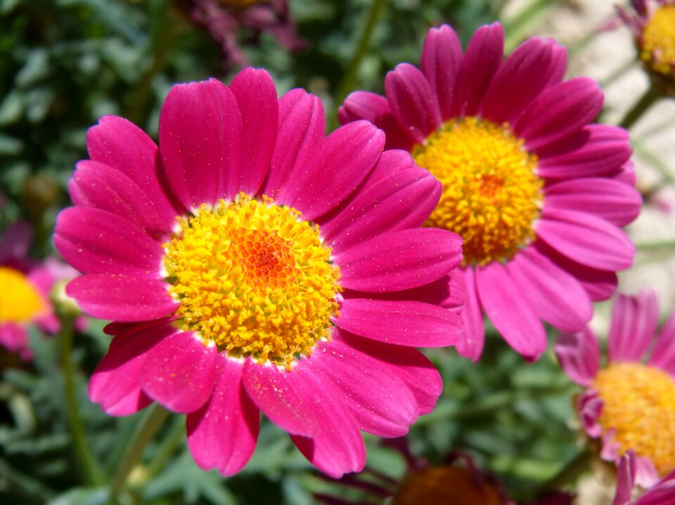 Beauty nature plant