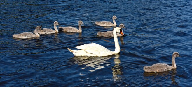 Bird animal young photo