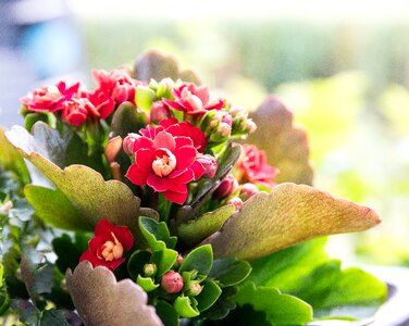 Kalanchoe flora thick sheet greenhouse photo