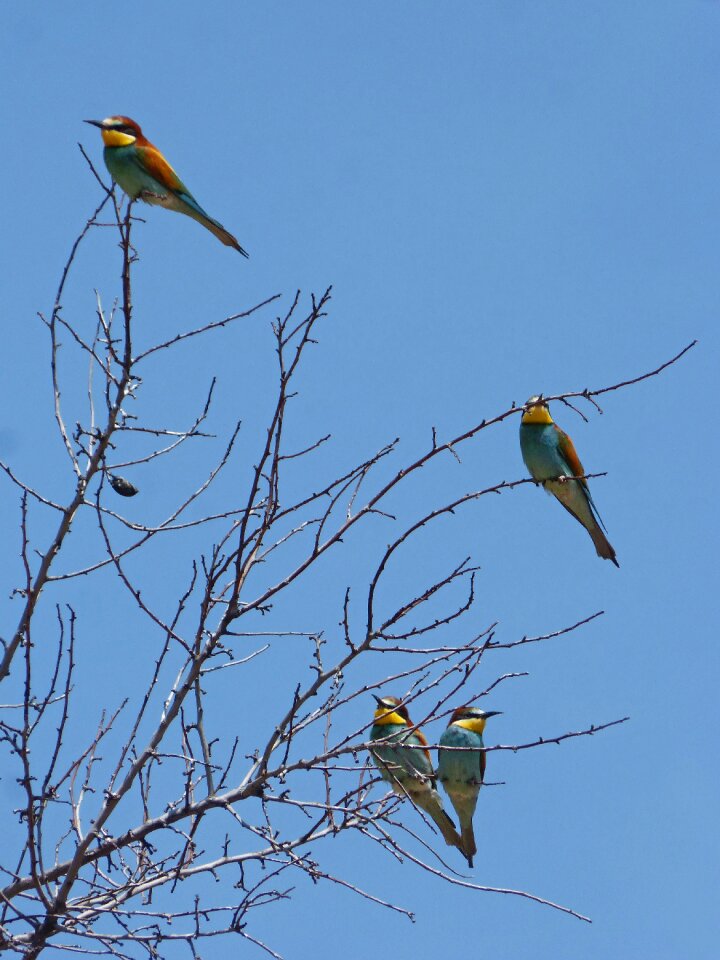 Bee eaters family birds