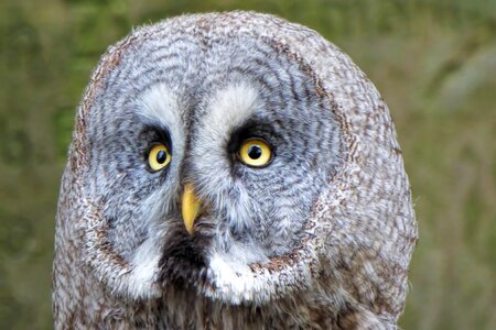 Bird of prey raptor animal recording photo