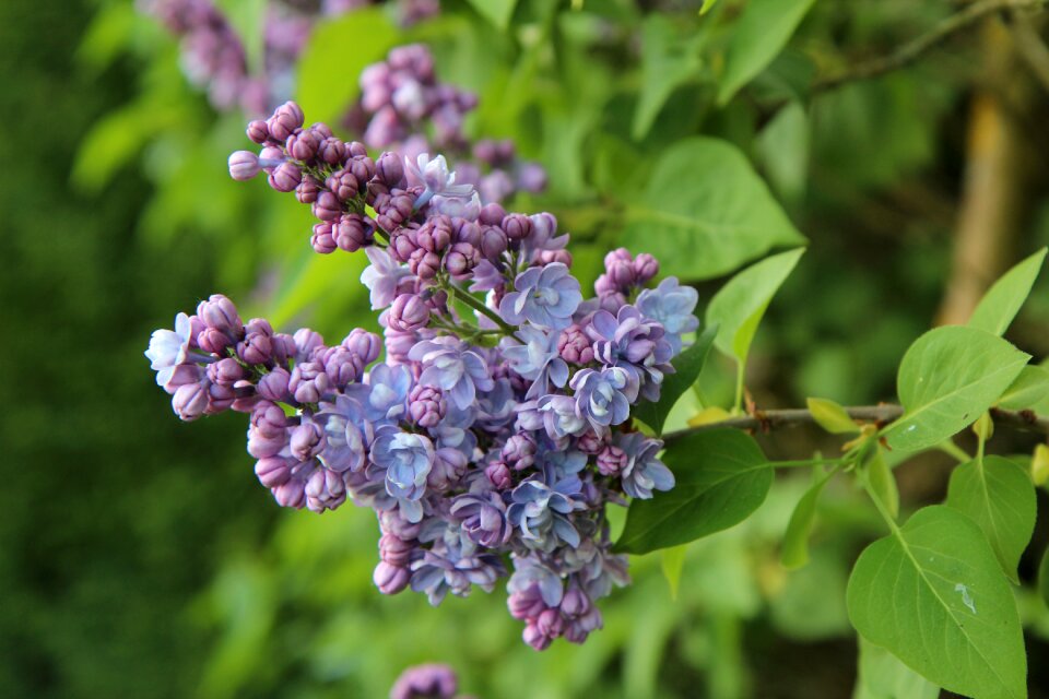 Lilac button spring spring season