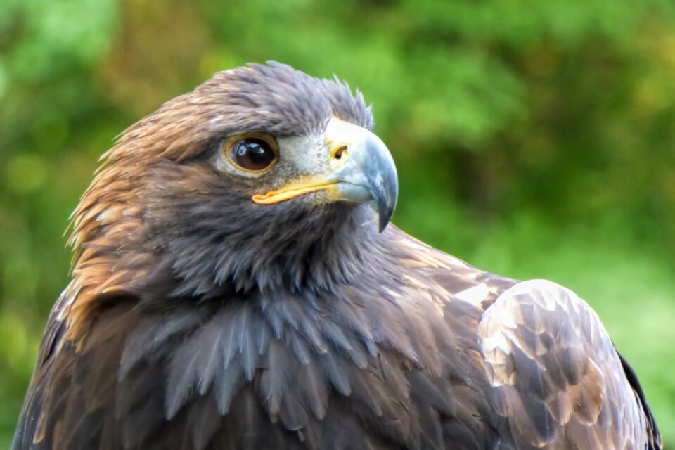 Bird of prey raptor animal recording photo