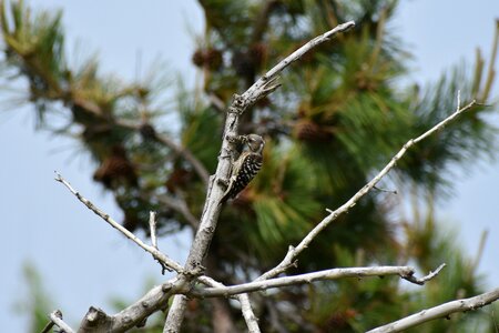 Bird wild birds woodpecker photo