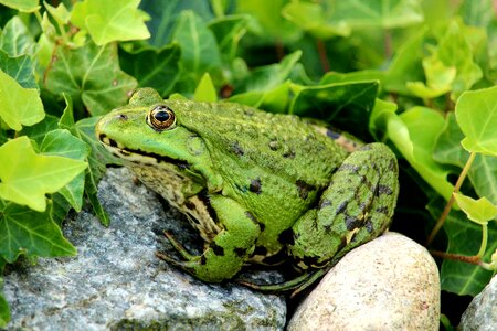 Close up green sitting photo